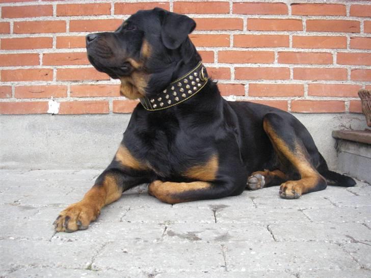 Rottweiler BOSCO billede 5