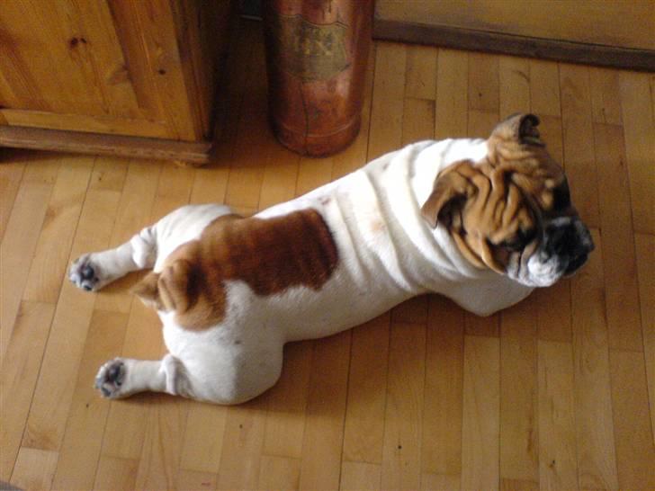 Engelsk bulldog ICEMAN billede 16