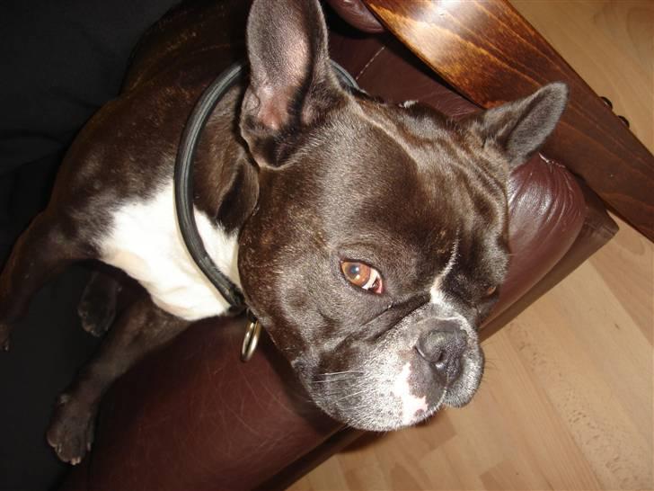 Fransk bulldog Buller - Gaab,. Hvorfor må jeg nu ikke ligge i stolen? billede 4