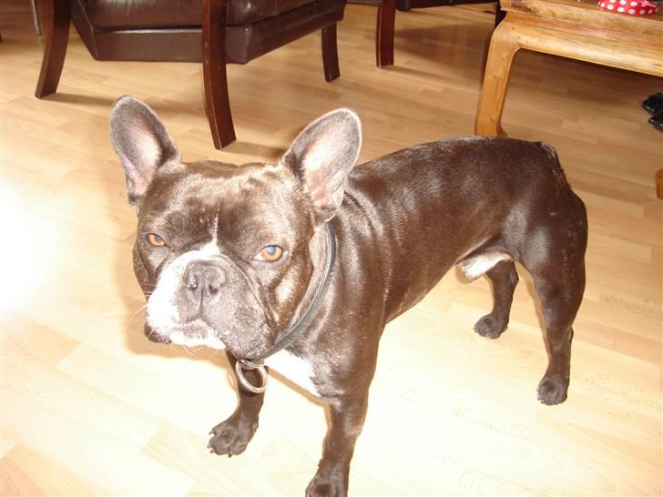 Fransk bulldog Buller billede 5