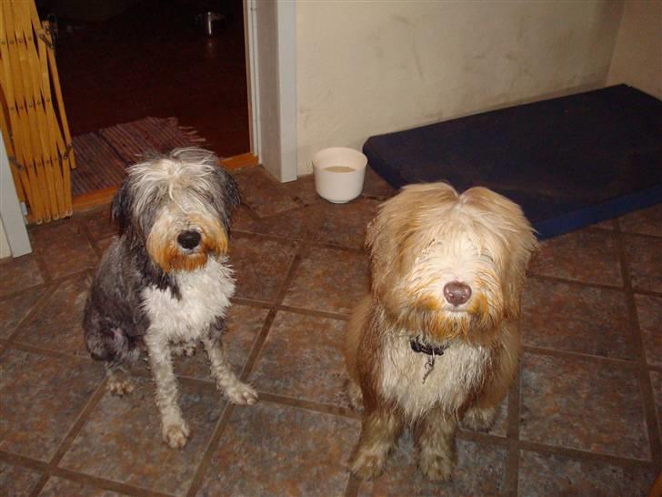 Bearded collie Lunte billede 6