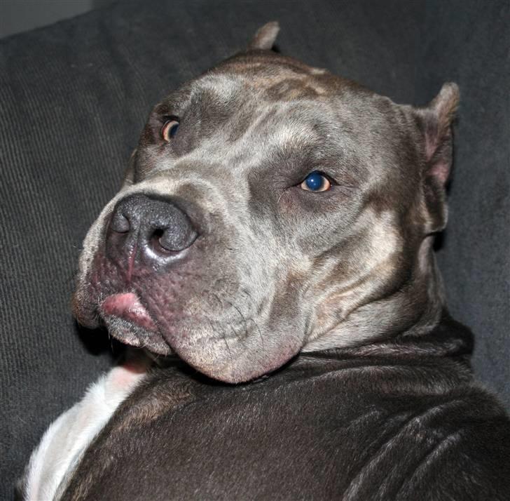 Amerikansk staffordshire terrier Kenzo -  R.I.P billede 10
