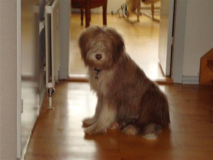 Bearded collie Lunte billede 7