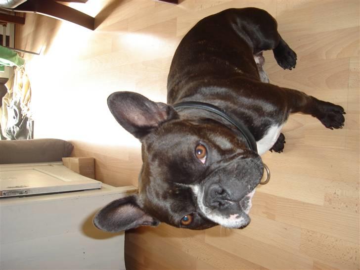 Fransk bulldog Buller - "Sit buller" siger mor, "jeg skal tage et billede" billede 8