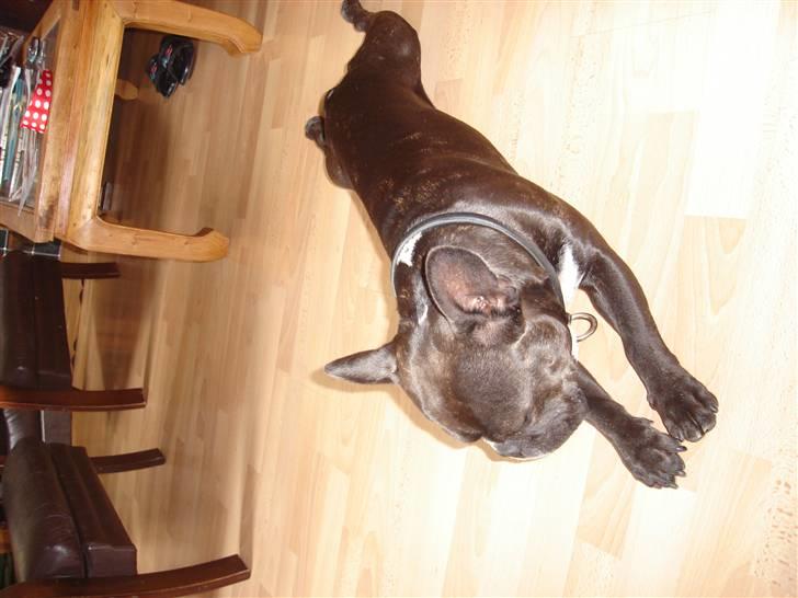 Fransk bulldog Buller - Jeg en frømand :D billede 9