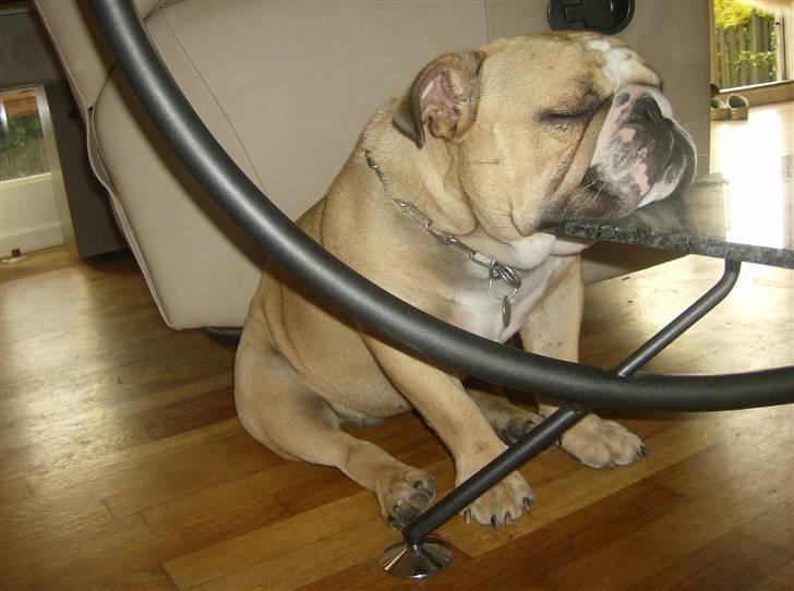 Engelsk bulldog Rynke - man skal da sove lidt hvis man er træt, ska man ikke billede 9
