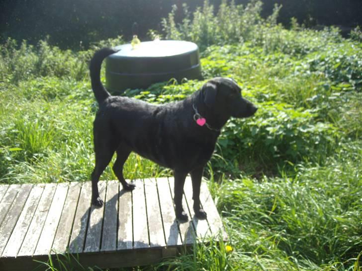 Labrador retriever /blanding Rie<3 - Velkommen til Rie´s profil billede 1