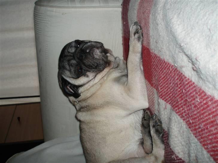 Mops "Cæs" - zzzzzzzzz billede 8