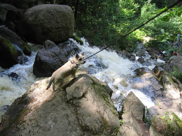 Blanding af racer Mille - Juhuu, kan jeg lige få lidt mere snor. billede 10