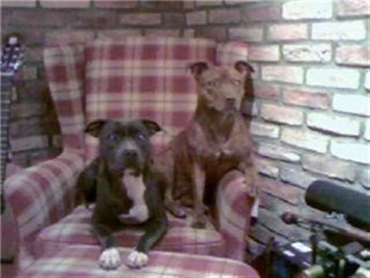 Staffordshire bull terrier Dynamites Tequila Sunrise - Blue & Tequila poserer, desverre tatt med mobil så dårlig kvalitet billede 1