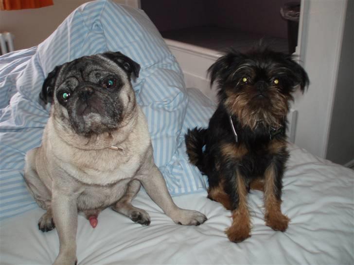 Mops "Cæs" billede 9