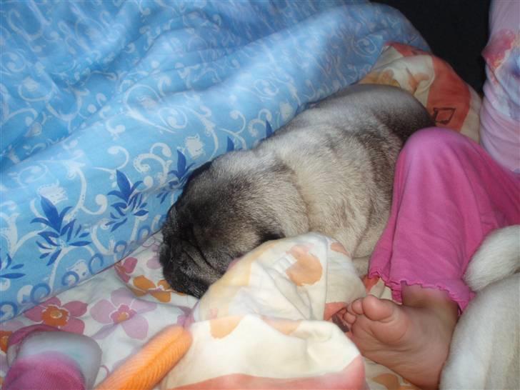 Mops "Cæs" - luksus camping billede 10