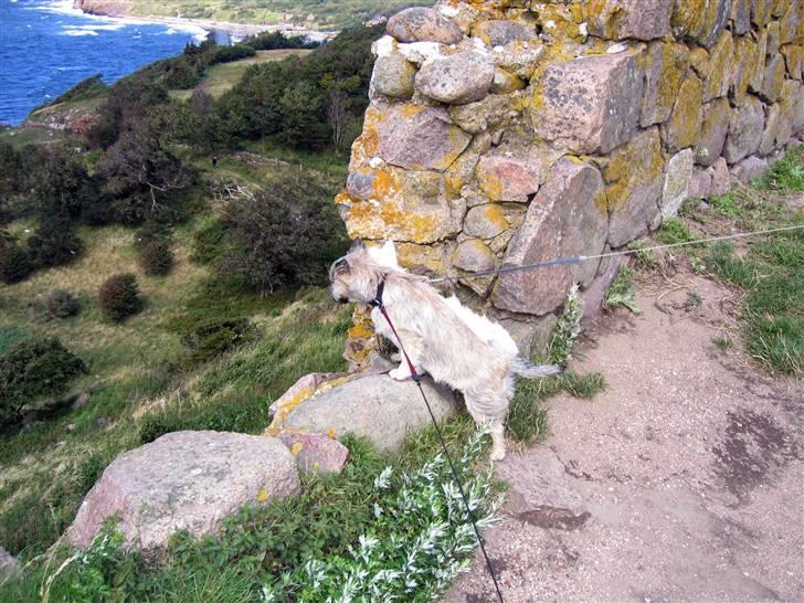 Blanding af racer Mille - Kanon udsigt. billede 11