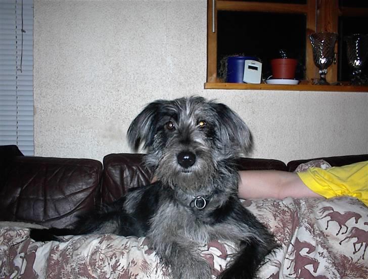 Border collie /Labrador R.I.P. Fie<3 - Velkommen til Fie´s profil billede 1