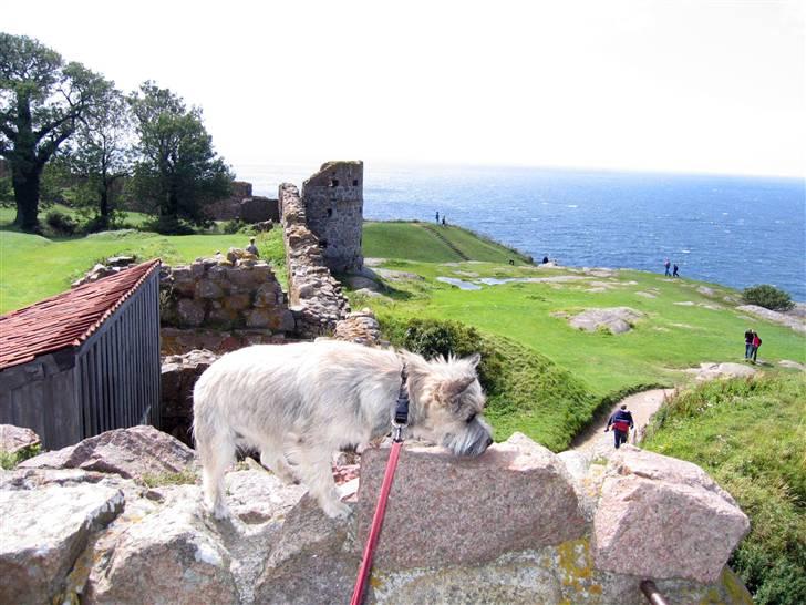 Blanding af racer Mille - Bornholm er nu dejlig. billede 12