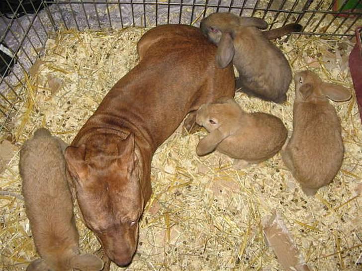 Staffordshire bull terrier Dynamites Tequila Sunrise - Tequila med noen av kaninungene hun har fostret opp billede 2