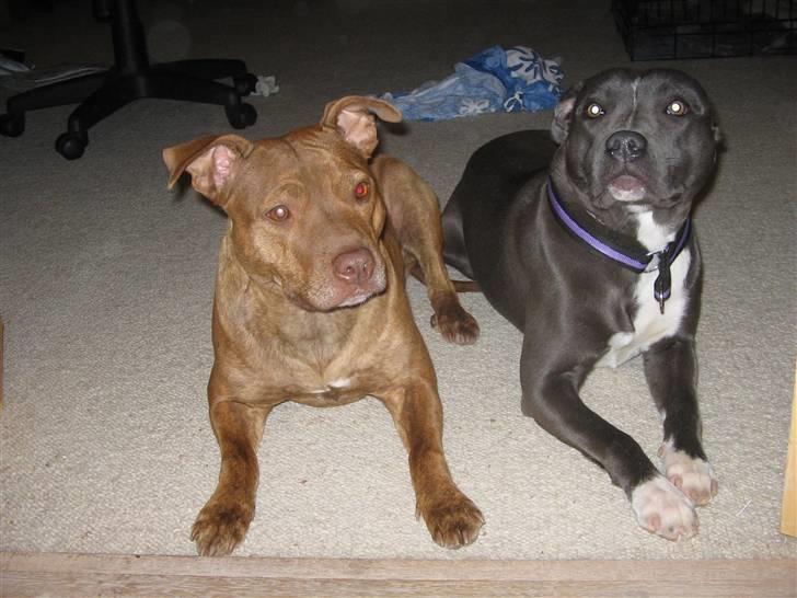 Staffordshire bull terrier Dynamites Tequila Sunrise - Tequila & Blue billede 3