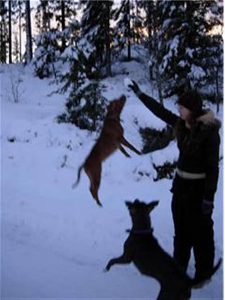 Staffordshire bull terrier Dynamites Tequila Sunrise - Tequila og Blue koser seg i snøen på hytta billede 4
