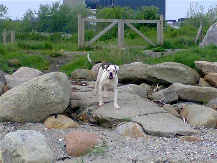 Amerikansk bulldog Møllers Louis billede 2