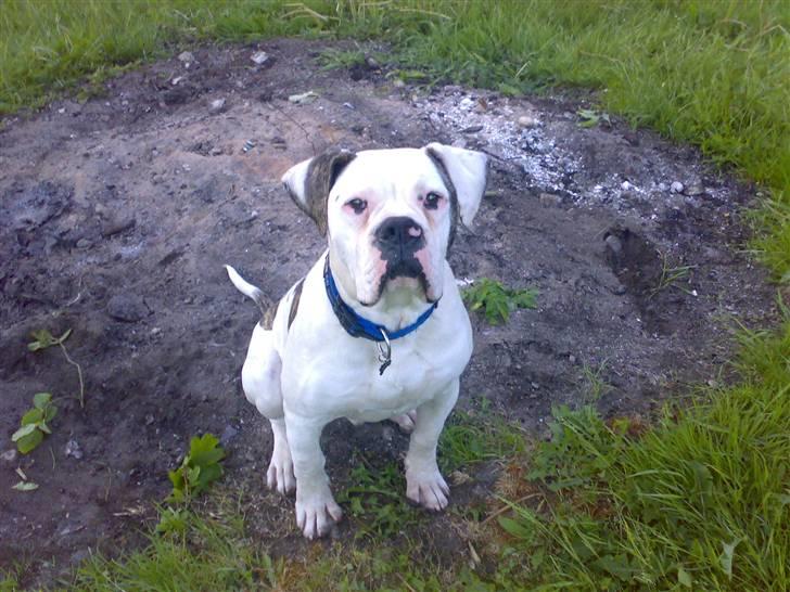 Amerikansk bulldog Møllers Louis billede 3