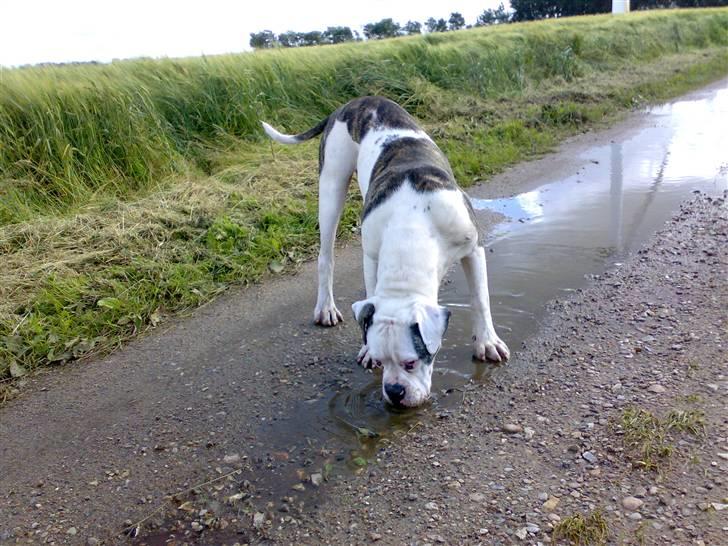 Amerikansk bulldog Møllers Louis billede 4