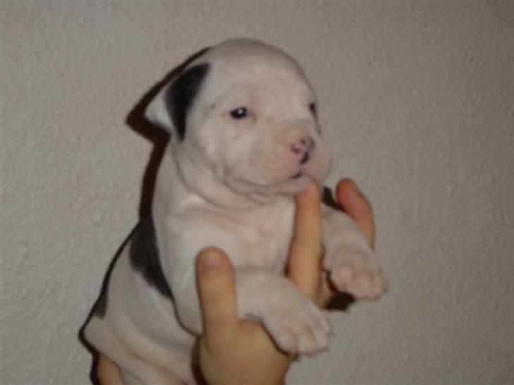 Amerikansk bulldog Møllers Louis - Louis som hvalp billede 5