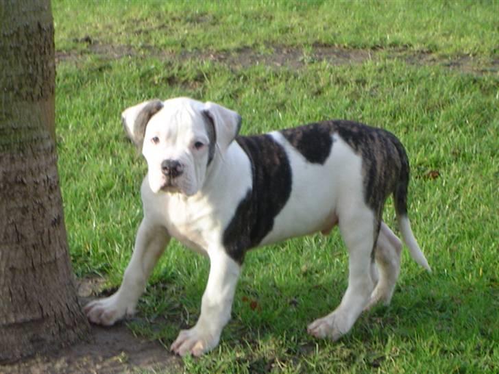 Amerikansk bulldog Møllers Louis - stadigvæk hvalpet billede 6
