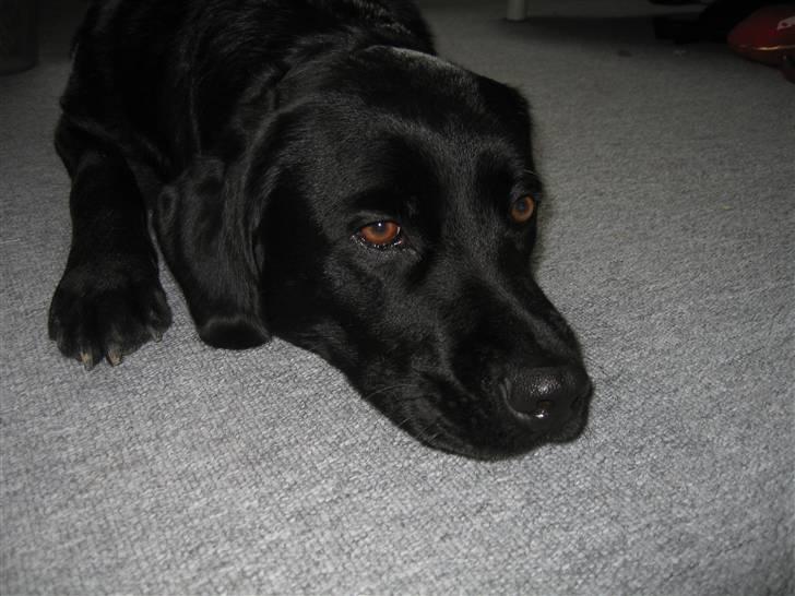 Labrador retriever Kiki billede 17