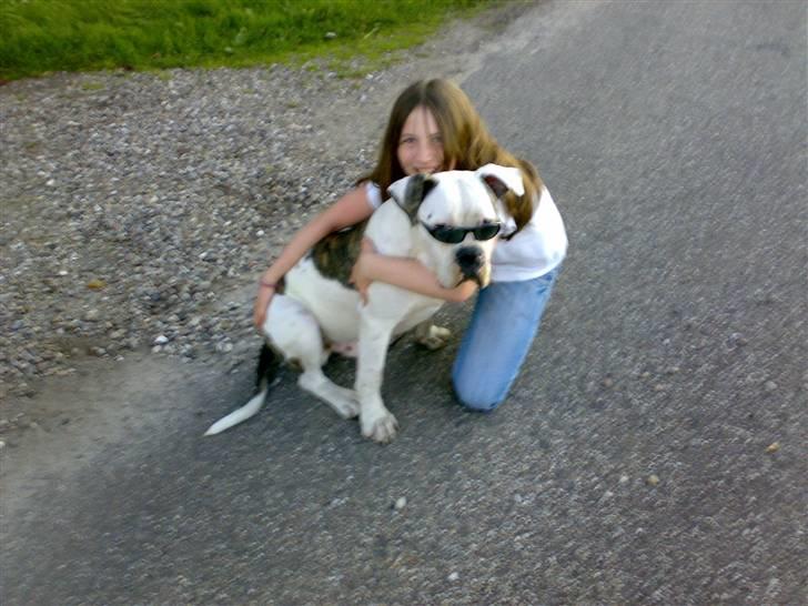 Amerikansk bulldog Møllers Louis - Louis med Sascha billede 7