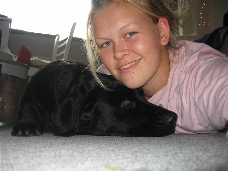 Labrador retriever Kiki billede 19