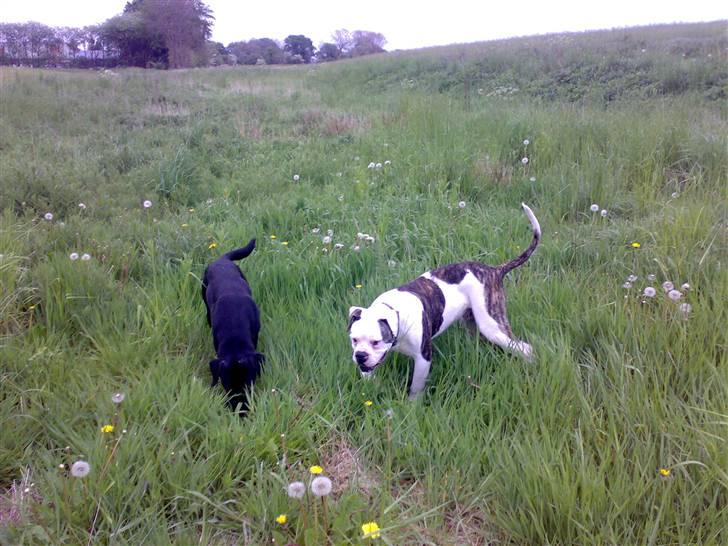 Amerikansk bulldog Møllers Louis - Louis og Trulli billede 8