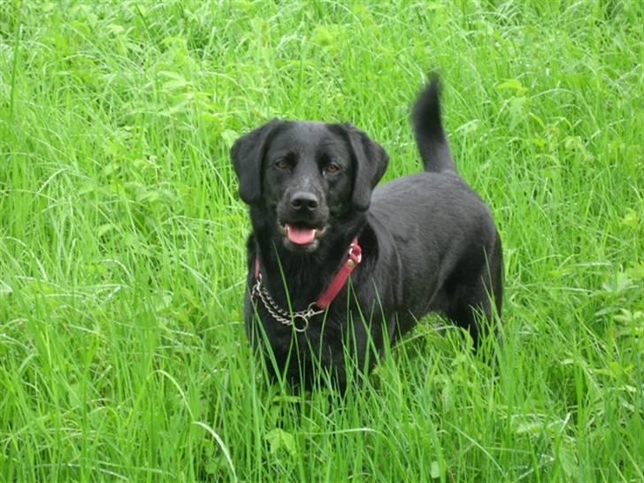 Labrador retriever Kiki billede 20