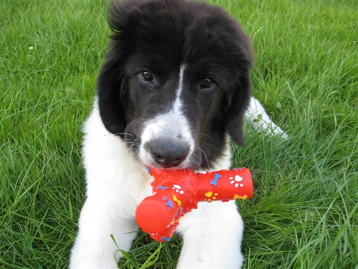 Landseer Ludwig *R.I.P.* - Ludwig 4 mdr. gammel billede 19