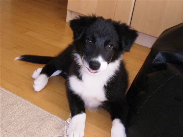 Border collie Cody - Cody 10 uger gammel billede 7