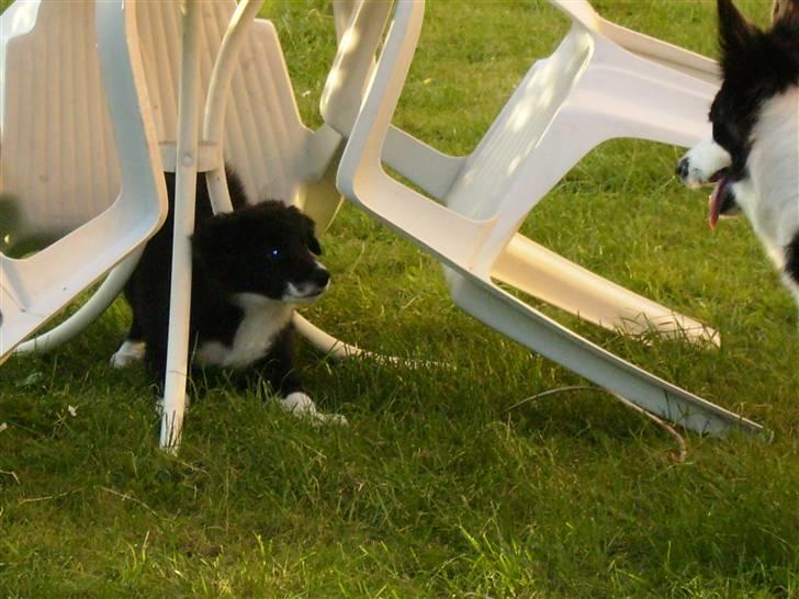 Border collie Cody billede 8