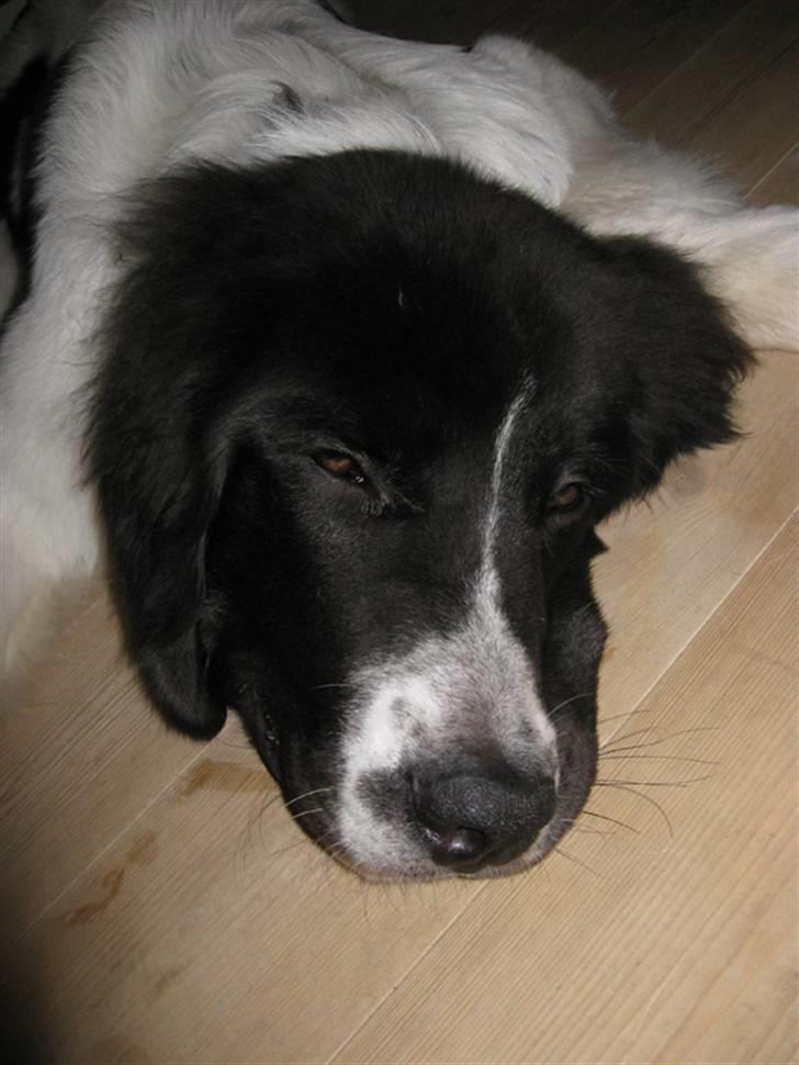 Landseer Ludwig *R.I.P.* - Jeg er altså træt.... billede 20