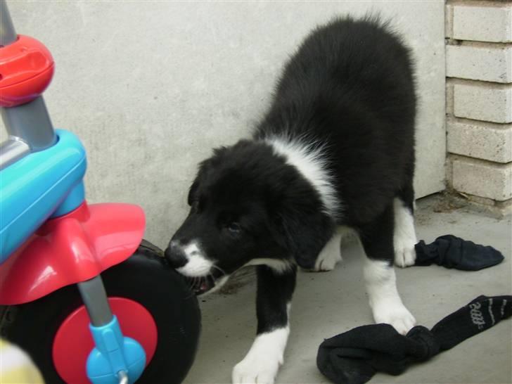 Border collie Cody billede 9