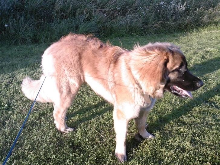 Leonberger Gaia billede 11