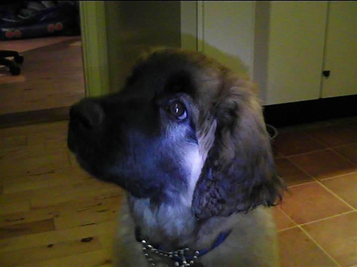 Leonberger Gaia billede 12