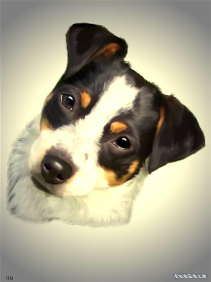 Dansk svensk gaardhund Kom-Tessa af AllerupNord - Er jeg ikke bare smuk ! ! ! billede 14