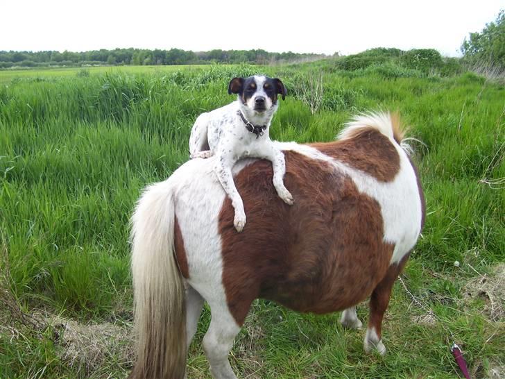 Dansk svensk gaardhund Kom-Tessa af AllerupNord - Dejlig varm rumpe billede 15