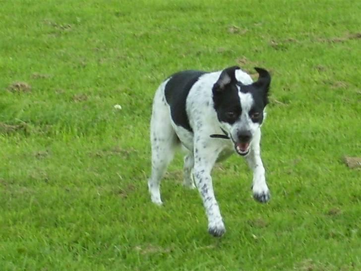 Dansk svensk gaardhund R.I.P.  Rikke - Fuld fart over feldtet billede 11