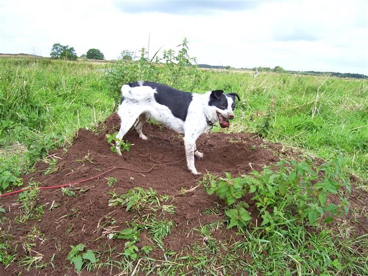 Dansk svensk gaardhund R.I.P.  Rikke - Åhhhhh det er nu hårdt at komme ned til musserne billede 12