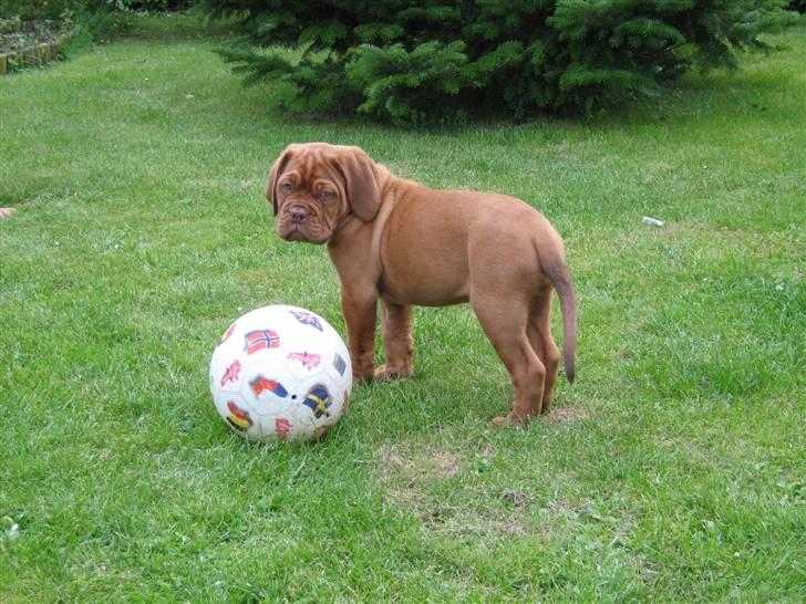 Dogue de bordeaux Honey (Vegasus Aija) - Så har vi haft Honey i en uge - og hun er faktisk vokset en sjat billede 10