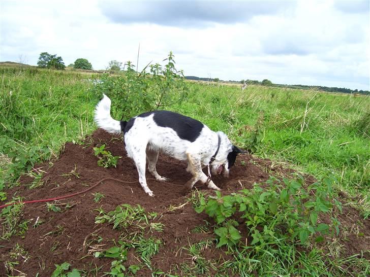 Dansk svensk gaardhund R.I.P.  Rikke - Laaaaaaangt ned billede 13