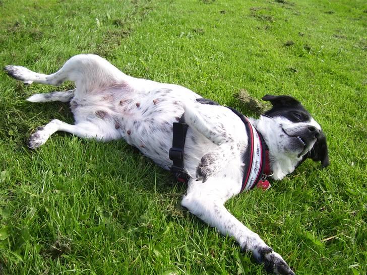 Dansk svensk gaardhund R.I.P.  Rikke - ligger død billede 14