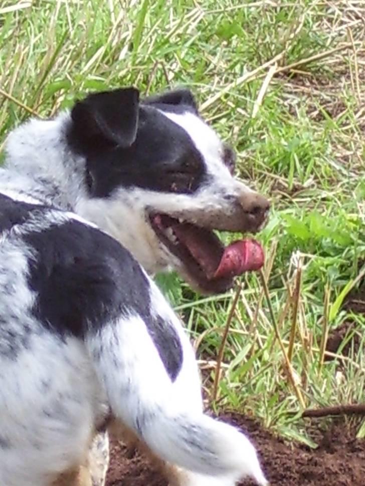 Dansk svensk gaardhund R.I.P.  Rikke - Det er nu hård at komme ned til de mus billede 15