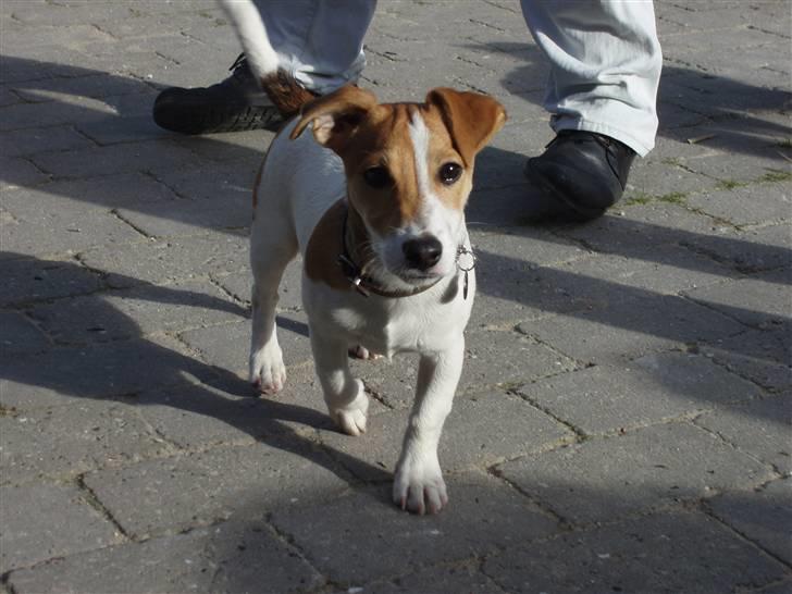 Jack russell terrier Diesel - Ja ja ja nu kommer jeg ...... billede 19