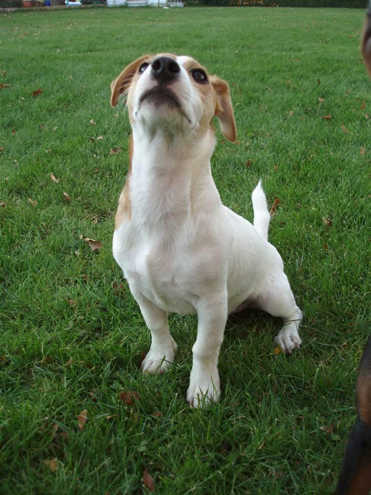 Jack russell terrier Diesel - Kong Diesel billede 20