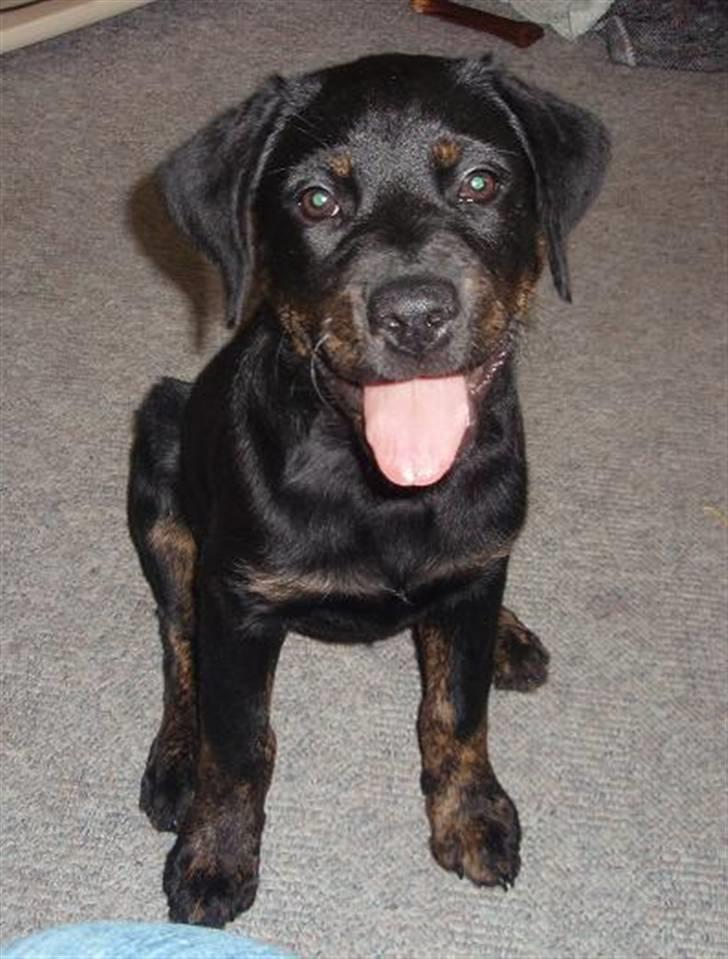 Blanding af racer Zenta billede 12